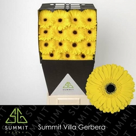 Gerbera gr don leo