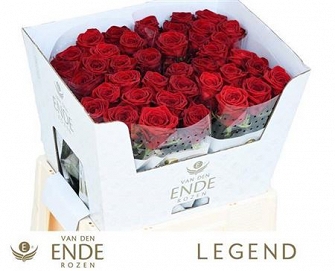 Róża red naomi 60/40 ende legend