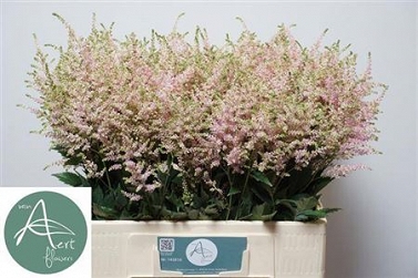 Astilbe europa 60cm