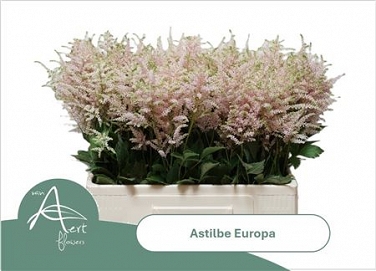 Astilbe europa 60cm