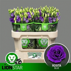 Eustoma rosita blue lion star