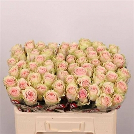 Róża frutteto 50/60 timaflor
