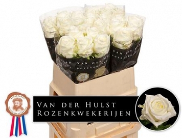 Róża noelia 80/40 hulst