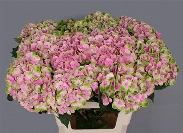 Hydrangea magic amethyst 60