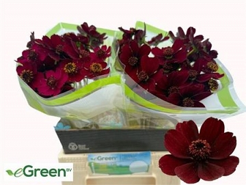 Cosmos black beauty 45cm