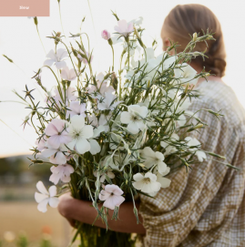 Agrosterm queen whie 70cm
