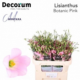 Eustoma botanic pink