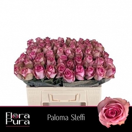 Róża paloma steffi 50/60 flora pura
