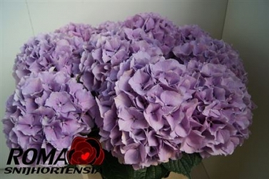Hydrangea m roy benefi 80cm