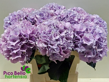 Hydrangea m roy benefi 80cm
