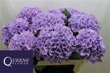 Hydrangea m roy benefi 80cm