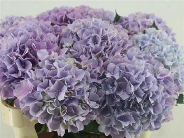 Hydrangea m roy benefi 80cm