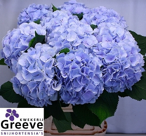 Hydrangea verna bl 90cm
