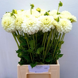 Dahlia white nettie 45cm