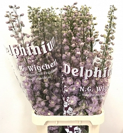 Delphinium du dew flaming 110cm
