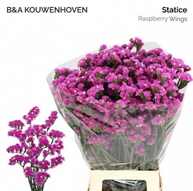 Limonium s raspb wings 85cm
