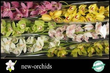 Cymbidium tak 06 80cm new orchid