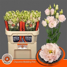 Eustoma chac wed pink waalzicht 