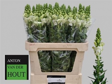 Antirhinum antibes white 80cm