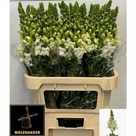 Antirhinum antibes white 80cm