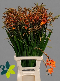 Crocosomia peach melba 90cm