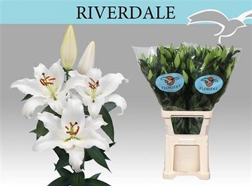Lilium or riverdale 100cm