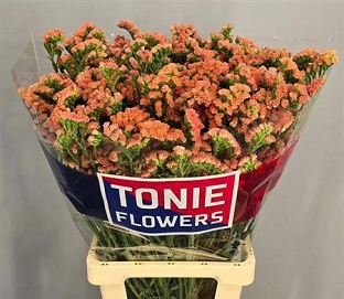 Limonium s royal orange 80cm