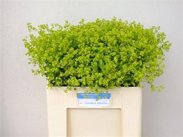 Alchemilla robustica 60cm
