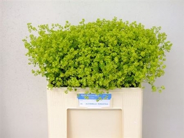 Alchemilla robustica 60cm