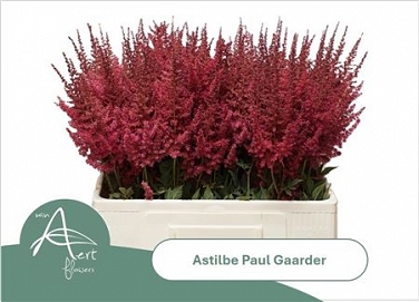 Astilbe paul gaarder 55cm