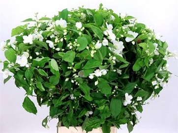 Philadelphus snowwhite 65cm