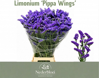 Limonium s pippa wings 70cm ( 30)