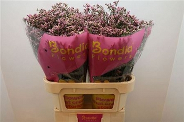 Limonium sin blush diamond 80cm