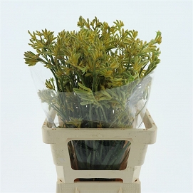 Anigozanthus amazon yellow 65cm