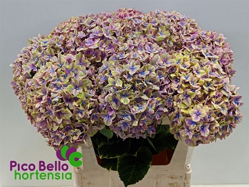 Hydrangea m samurai 80cm