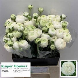 Ranun aazur white 45cm (40) 60gr