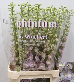 Delphinium du dew fame 110cm