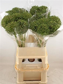 Alium zaadbollen 85cm