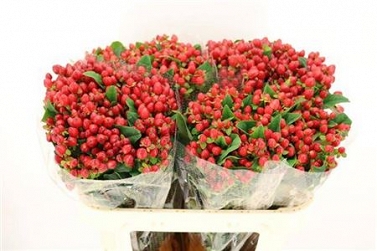 Hypericum mag triumph 70cm