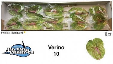 Anthurium verino 10