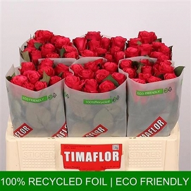 Róża tacazzi 50/60 timaflor
