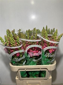 Antirhinum antibes rose 75cm