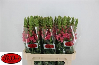 Antirhinum antibes rose 75cm