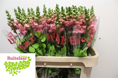 Antirhinum antibes rose 75cm