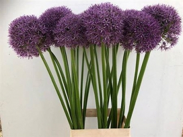 Alium pinball wizar 80cm