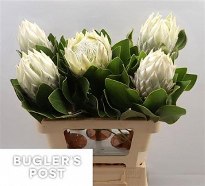 Protea cyn ayoba ice 60cm