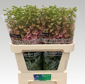 Delphinium el pink sensation 80cm