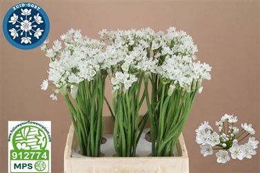 Alium neopolitanum 50cm