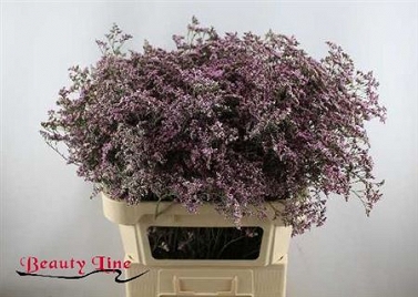 Limonium safora oshi pink 80cm