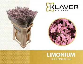 Limonium safora oshi pink 80cm
